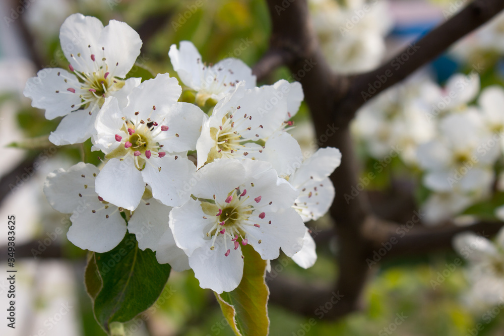 Obraz premium Beautiful pear tree branch with white blooming flowers close up, floral postcard, spring sunny day image, european garden in the morning, photo for printing on calendar,cover,wallpaper