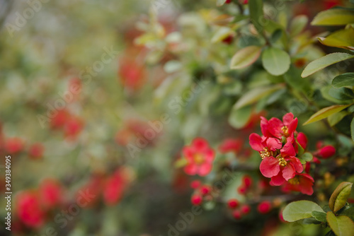 red and green Beautiful pink flowers grow on a quince bush wild apple background portrait screensaver.