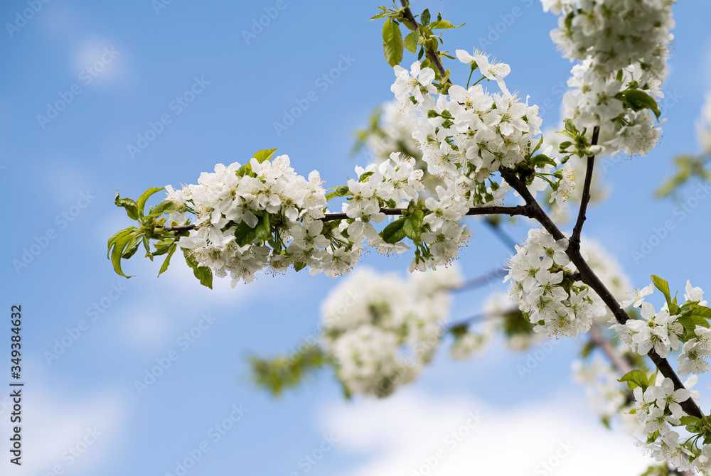 Flowering cherry tree branches on the background of the blue sky. Cherry tree bloom in the garden. Natural spring flowers background Flowering cherry tree branches on the background of the blue sky. Cherry tree bloom in the garden. Natural spring flowers background