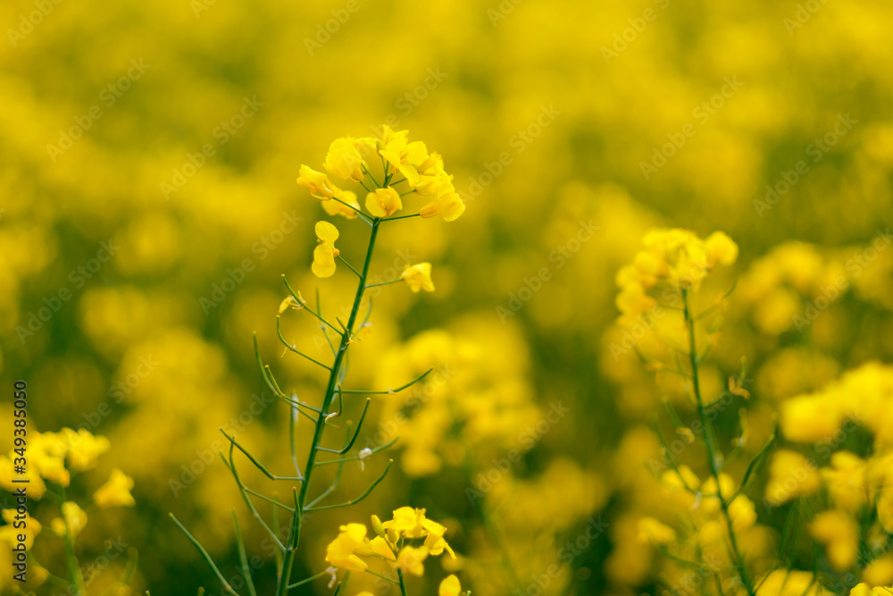 Yellow flowers of blooming rapeseed on the field in Germany. Yellow flowers of blooming rapeseed on the field in Germany.