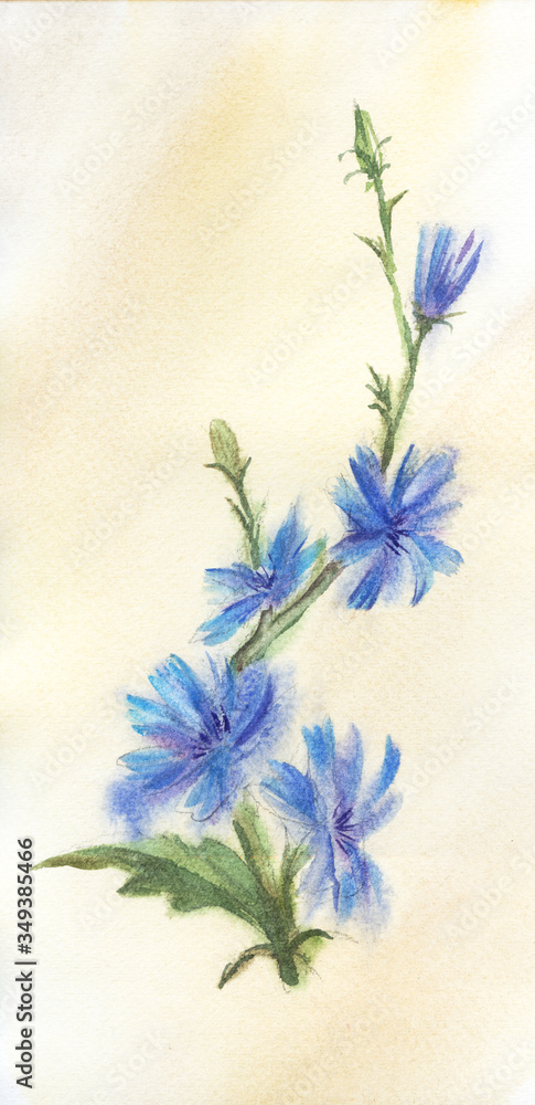 Watercolor botanical sketch. Sprig of chicory flower isolated on beige background. Bright wild flower with blue petals on thin stem with many buds. Hand drawn summer illustration of meadow flora