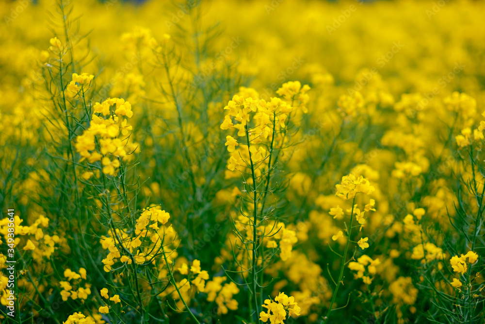 Yellow flowers of blooming rapeseed on the field in Germany. Yellow flowers of blooming rapeseed on the field in Germany.