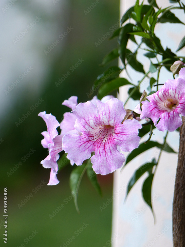 Fototapeta premium Bignonia Rosa 2