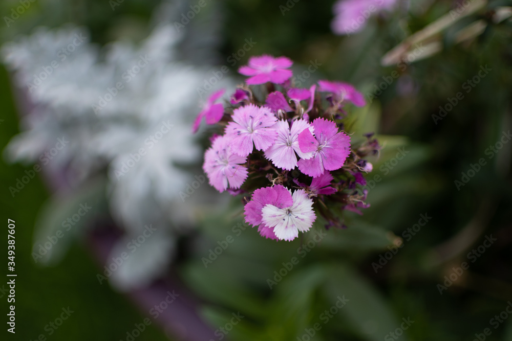 Pink and white flowers with a green background
