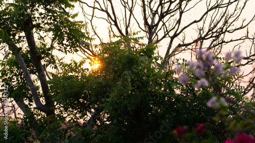sunset in the forest