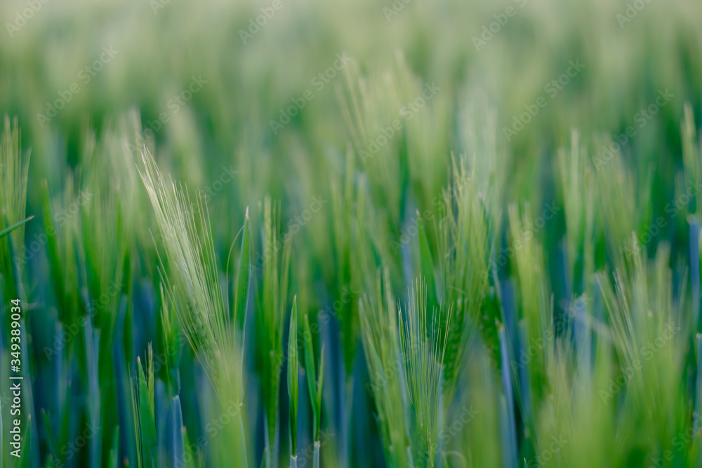 Closeup of young green spikelets of wheat in a field.