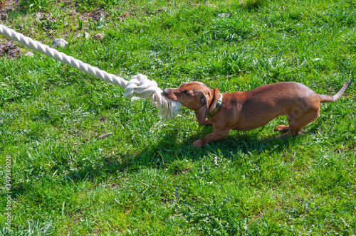 Photography Dog plays with a rope on a green lawn in the garden