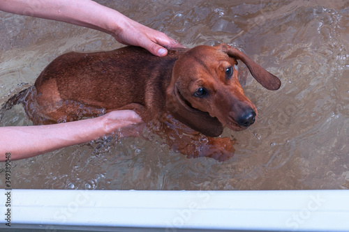 Dachshund swimming in a bath, hydrotherapy