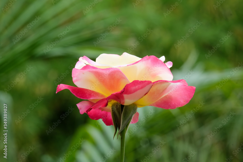 Beautiful rose on a background of palm leaves Beautiful rose on a background of palm leaves