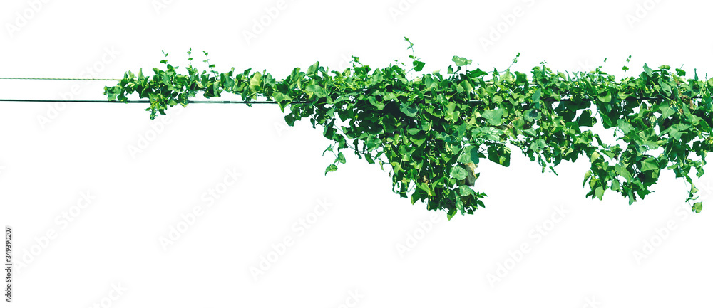 The vine on the wire isolated on a white background
