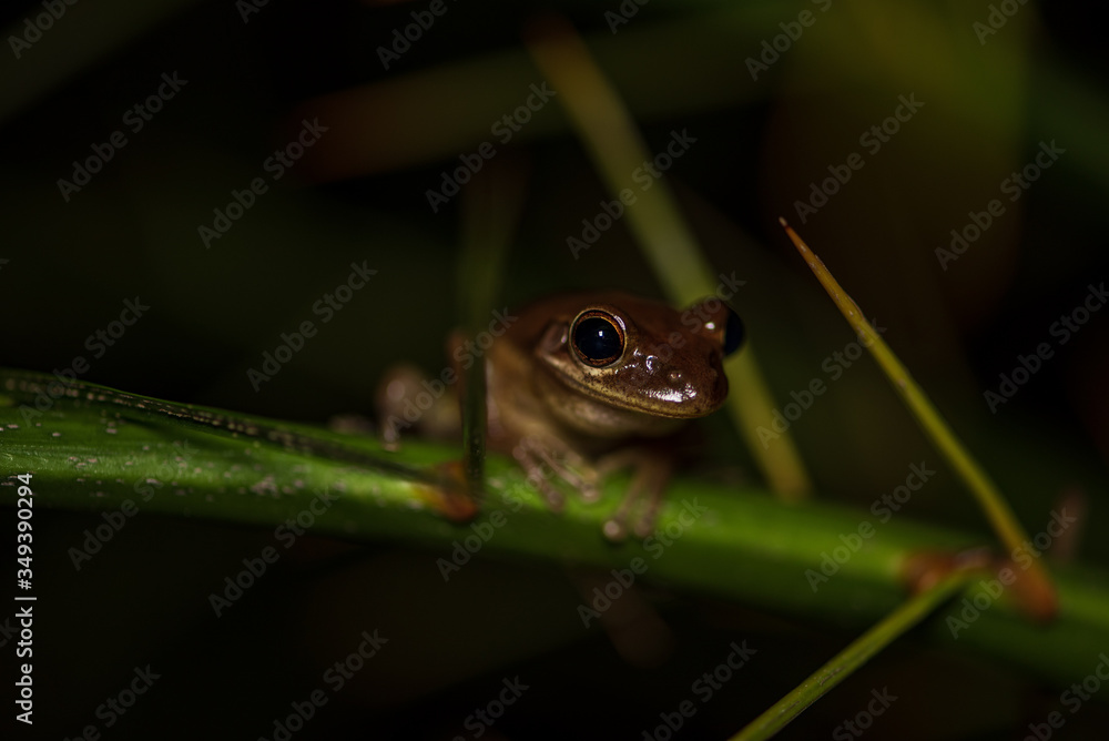 Obraz premium Frog in a Palm