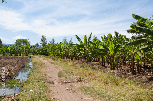 Wallpaper Mural Banana plantation near Lake Manyara, Tanzania, Africa Torontodigital.ca
