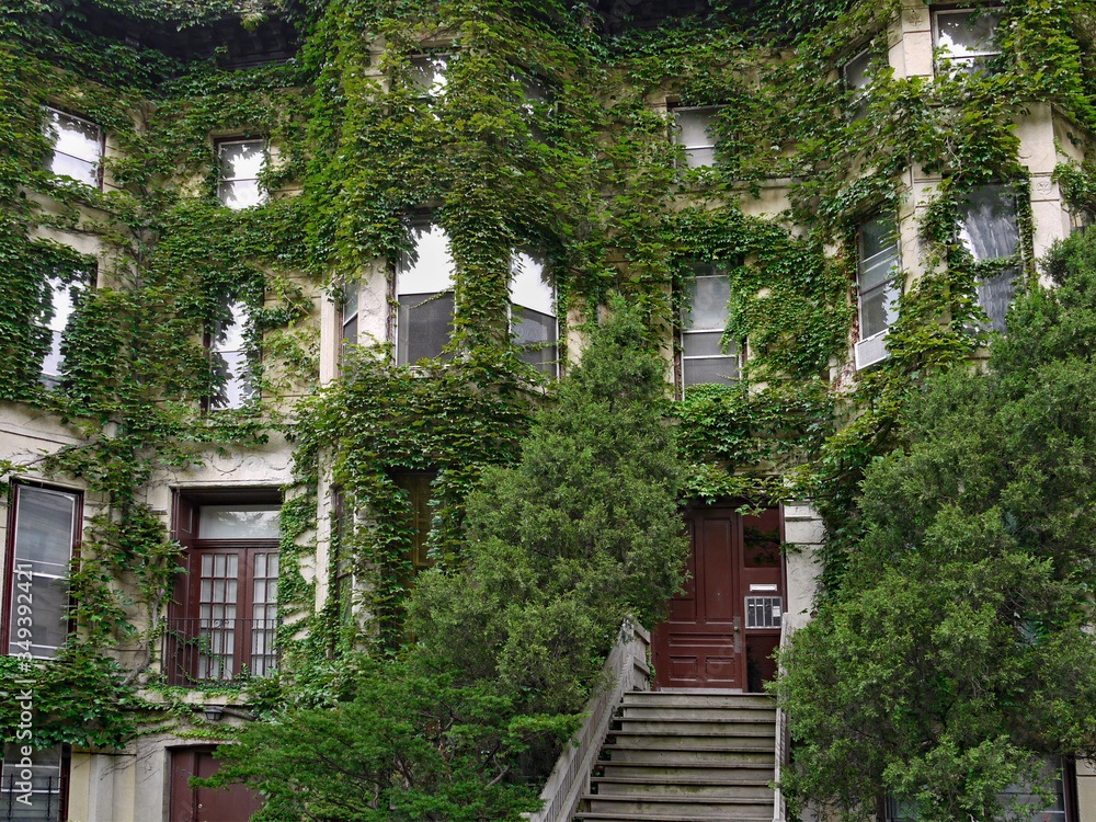 Ivy covered old aparatmetn building or townhouse