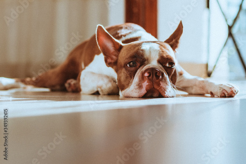 Lila haciendo pereza