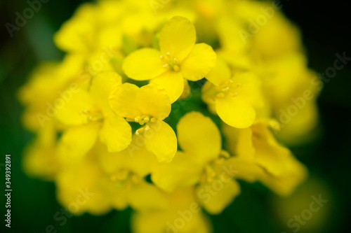Closeup of a yellow flower of blooming rapeseed on the field in Germany.