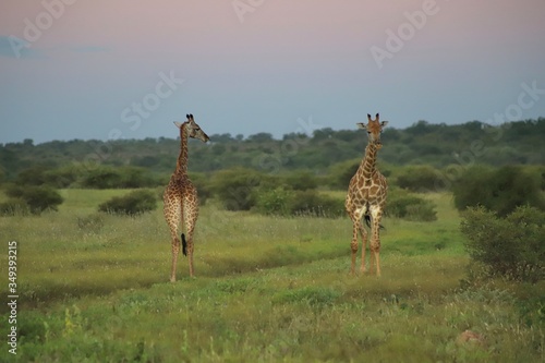 Canvas Print giraffe in the savannah