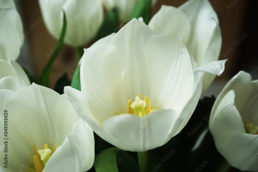 Fototapeta premium Weiße Tulpen