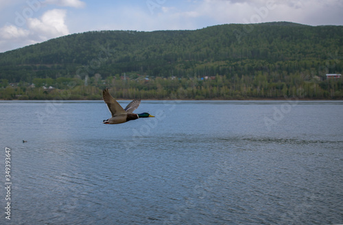Male duck flies over water. Drake has a green head with a white rim around its neck. Wings are spread, profile view. Shore with buildings and green forest.