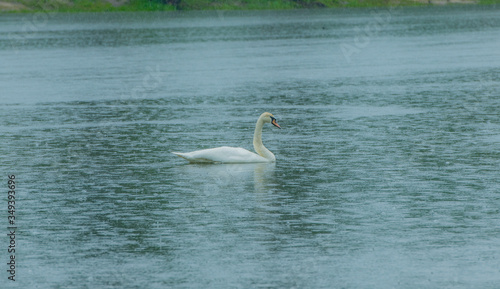  a gentle lonely white swan floats on the surface of a beautiful forest lake in the rain