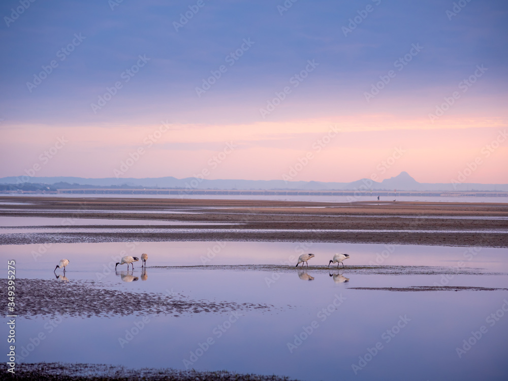 Birds Feeding on Mud Flats at Low Tide