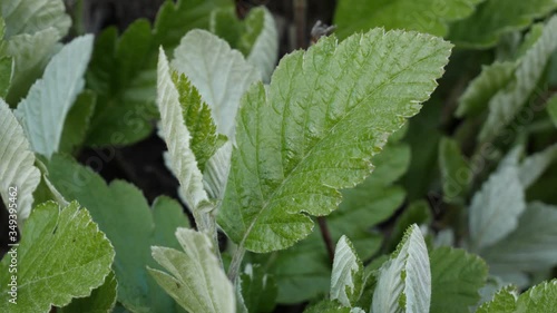 closeup of green leaves on the wind, slow motion, 60 fps