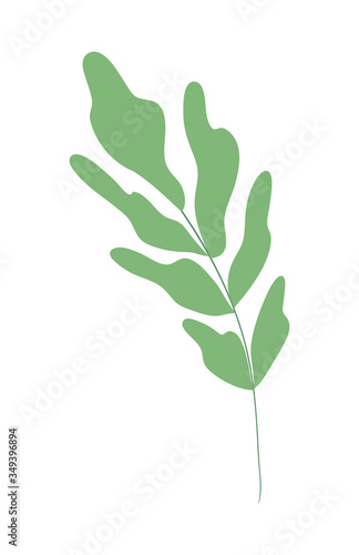 Isolated natural leaf vector design