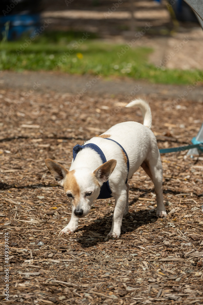 Distinctive small dog #23 Distinctive small dog #23