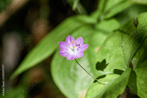 Pacific starflower (Lysimachia latifolia) blooming in the forests of Santa Cruz mountains, California