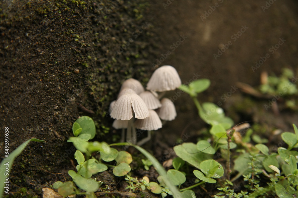 white fungus in a humidity, surrounded by plants
white fungus in a humidity, surrounded by plants