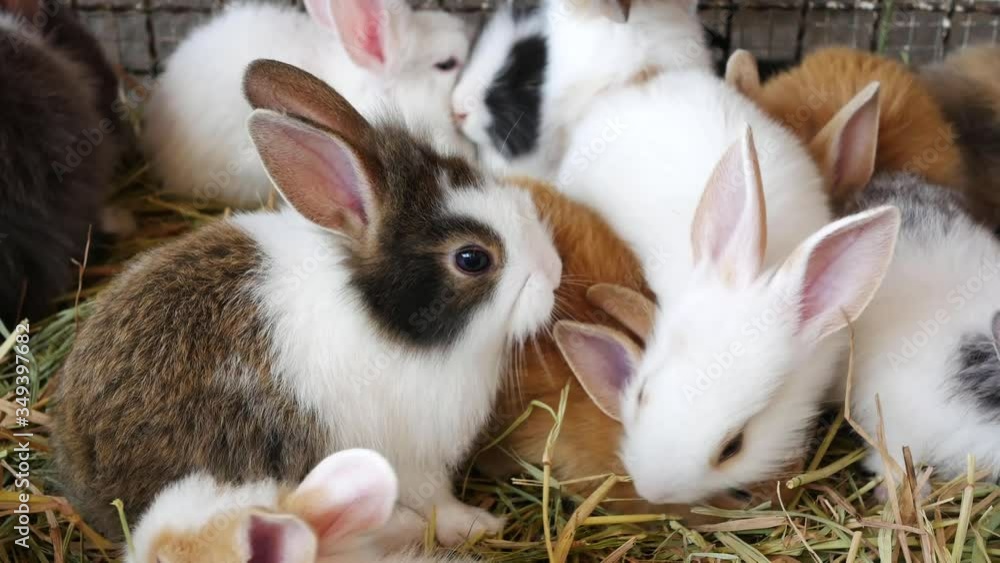 The rabbit is a mammal. Humans used as pets inside the shelter. The rabbit is a mammal. Humans used as pets inside the shelter.