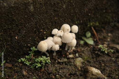 white fungus in a humidity, surrounded by plants 