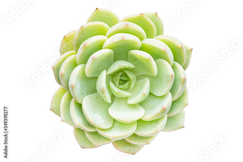 Top view of Echeveria elegans succulent plant isolated on white background with clipping path inside.
