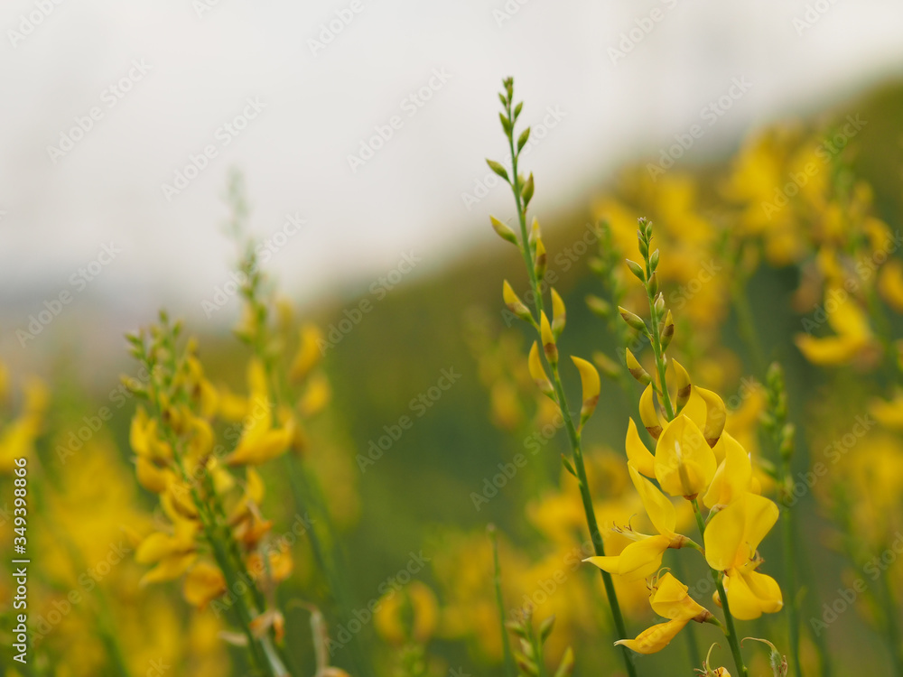 Obraz premium yellow flowers yellow plant