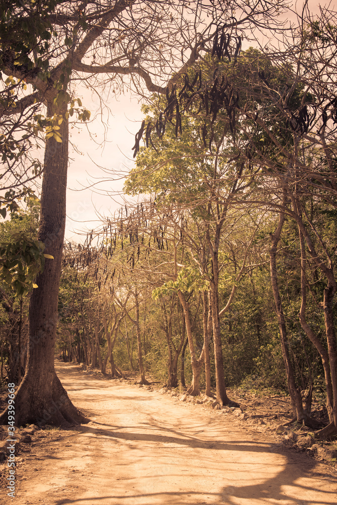 Obraz premium Main entrance of a Mexican Cenote, Natural path