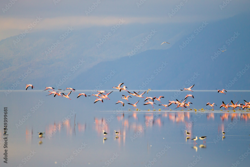 Flock of pink flamingos from Lake Manyara, Tanzania - obrazy, fototapety, plakaty 