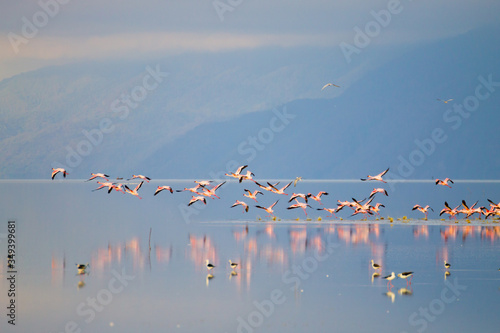 Flock of pink flamingos from Lake Manyara, Tanzania photo