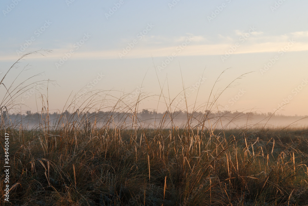 Fototapeta premium Morning in the field