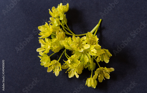 yellow flowers of maple