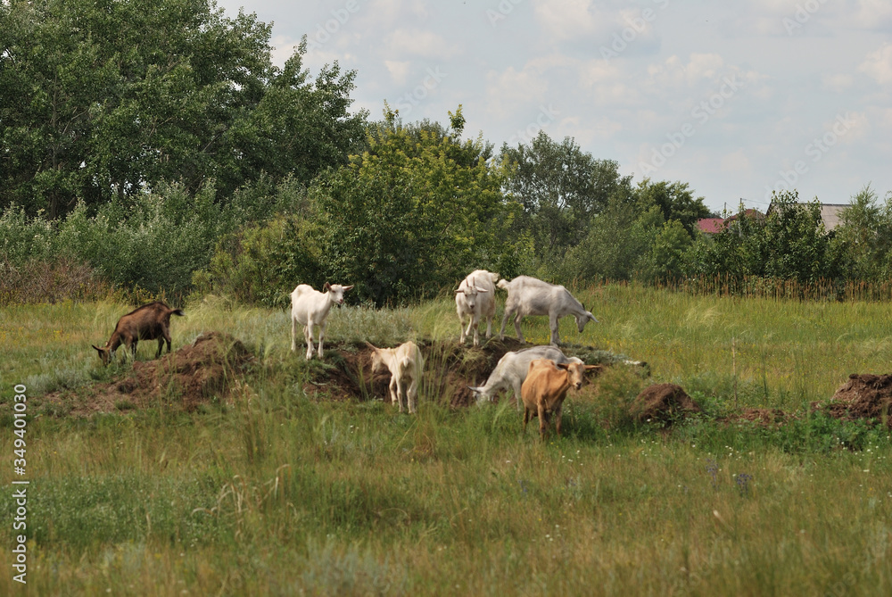 Obraz premium Outskirts of the village