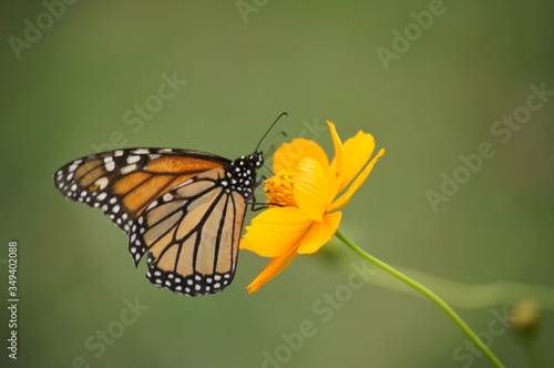 monarch butterfly on a flower © Suzanne
