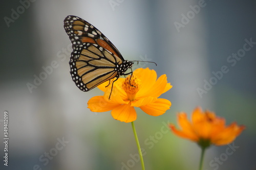 monarch butterfly on flower © Suzanne