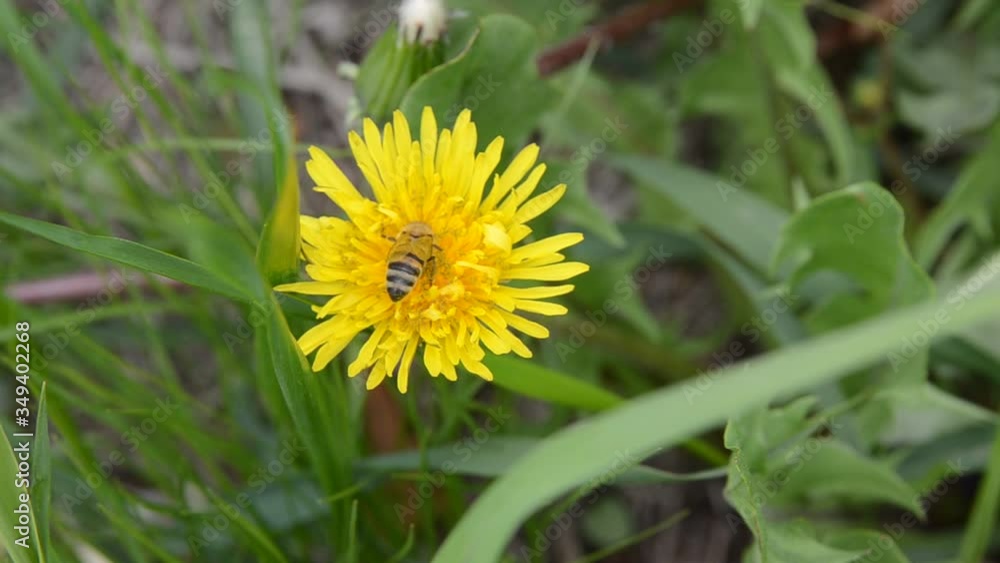 A bee on a yellow dandelion flower on a sunny summer day. An insect collects nectar from a flower A bee on a yellow dandelion flower on a sunny summer day. An insect collects nectar from a flower