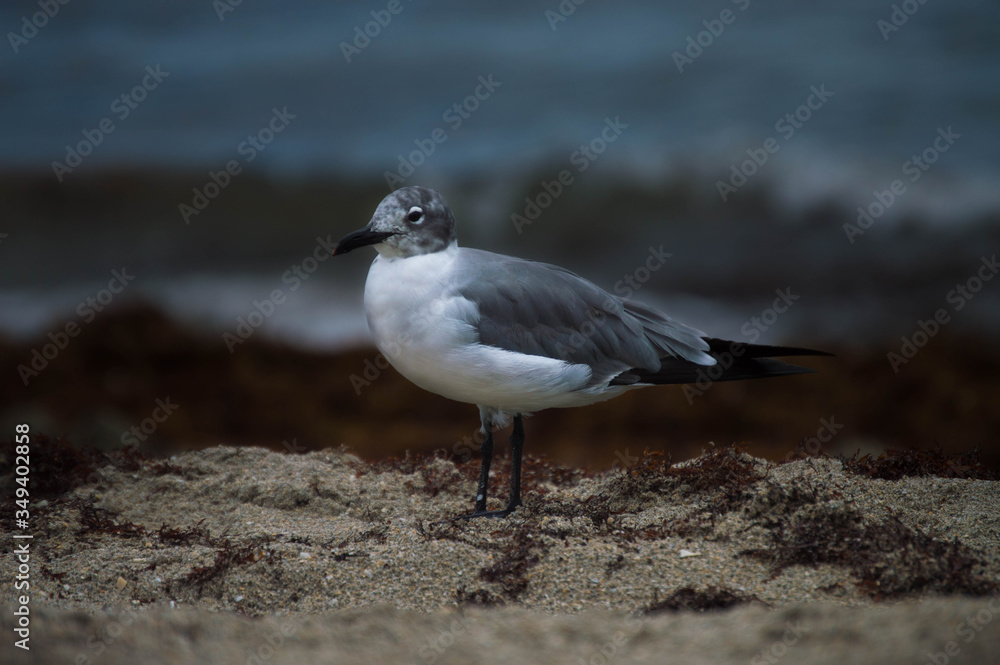 Gaviota en la playa con fondo difuminado Gaviota en la playa con fondo difuminado