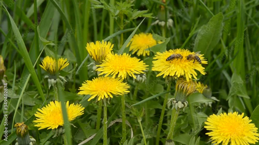 A bee on a yellow dandelion flower on a sunny summer day. An insect collects nectar from a flower A bee on a yellow dandelion flower on a sunny summer day. An insect collects nectar from a flower