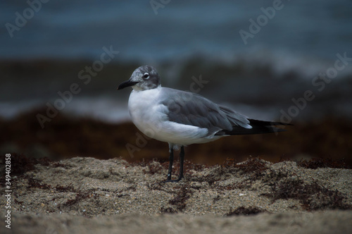 Gaviota en la playa con fondo difuminado