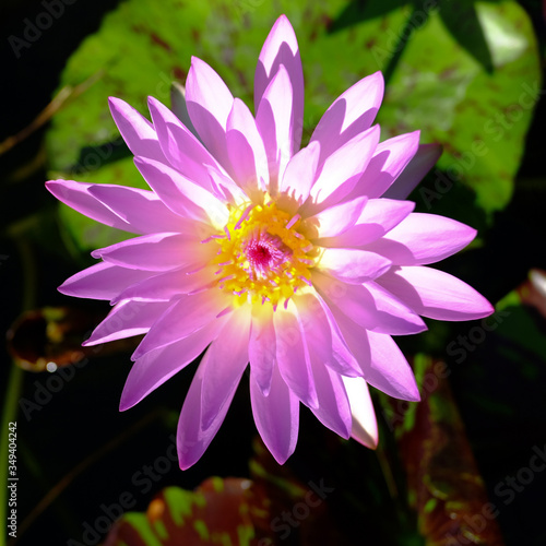 Top view of pink blooming lotus flowers and green lotus leaf on the lotus pond