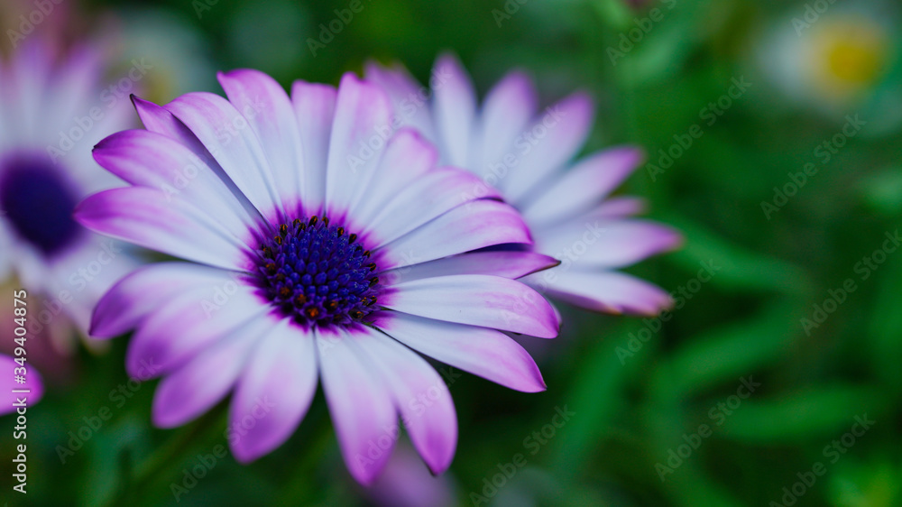 Close-up photo of african daisy with green bokeh background.