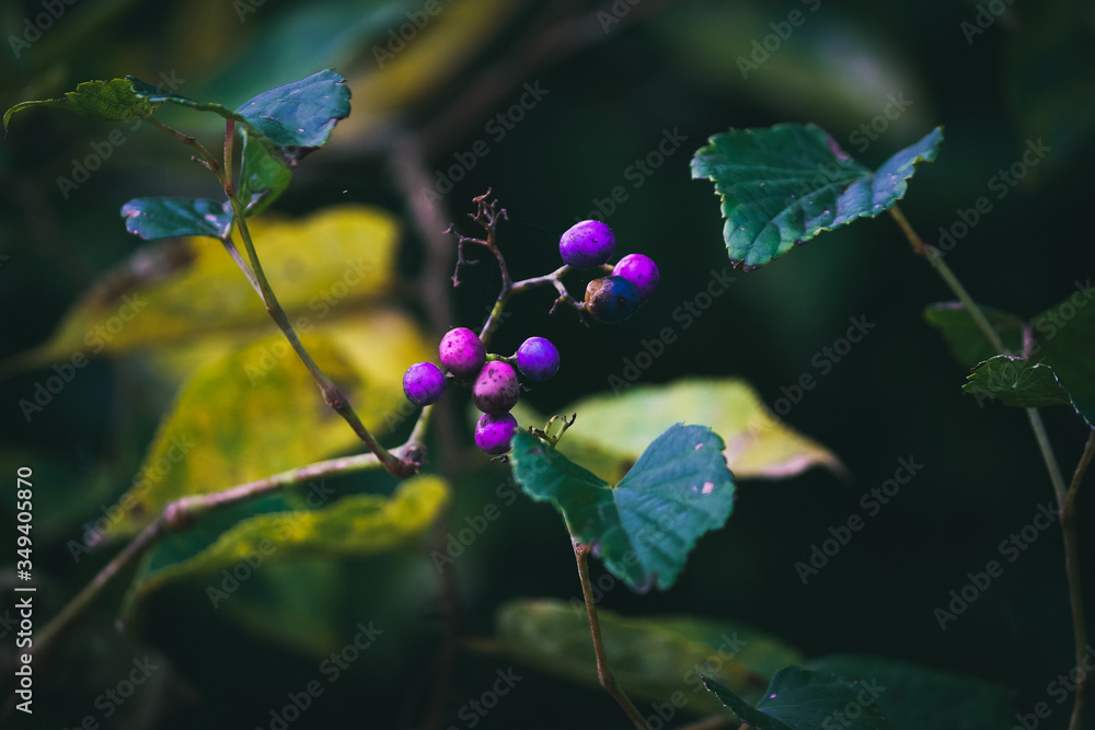 fruit fruit