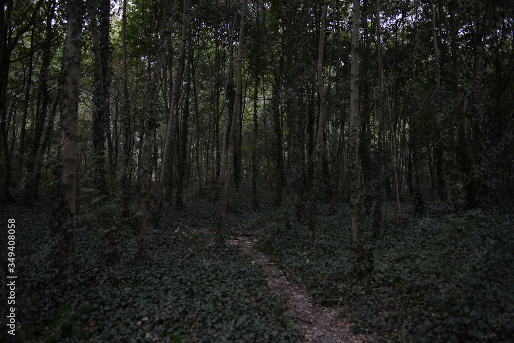 Fototapeta premium 木