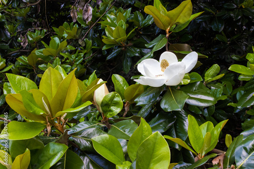 A large, creamy white southern magnolia flower is surrounded by glossy green leaves of a tree. White petal close up photo